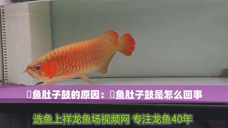 魟魚肚子鼓的原因：魟魚肚子鼓是怎么回事