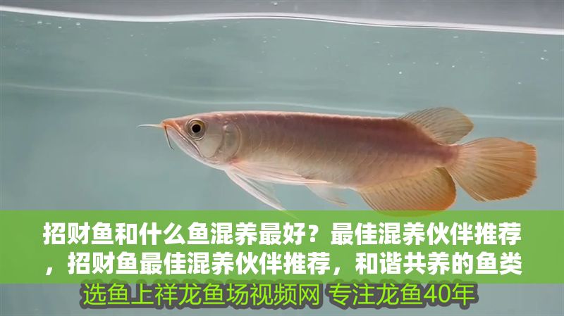 招財魚和什么魚混養最好？最佳混養伙伴推薦，招財魚最佳混養伙伴推薦，和諧共養的魚類選擇