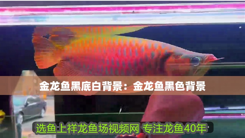 金龍魚黑底白背景：金龍魚黑色背景