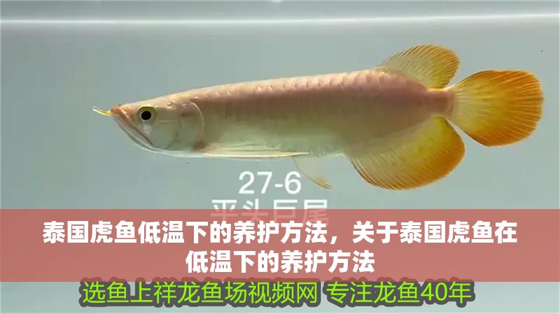 泰國(guó)虎魚低溫下的養(yǎng)護(hù)方法，關(guān)于泰國(guó)虎魚在低溫下的養(yǎng)護(hù)方法