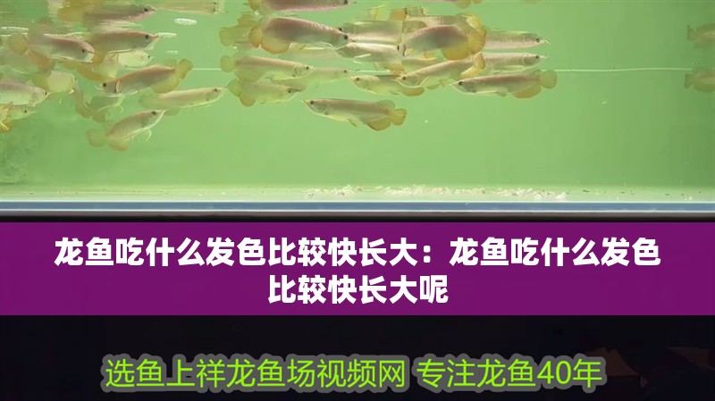 龍魚吃什么發(fā)色比較快長大：龍魚吃什么發(fā)色比較快長大呢