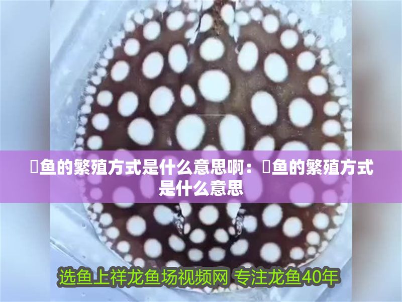 魟魚的繁殖方式是什么意思啊：魟魚的繁殖方式是什么意思