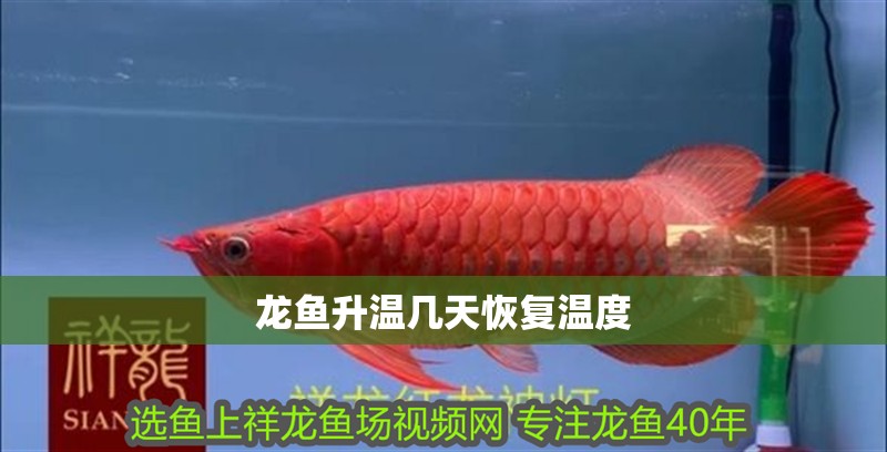 龍魚升溫幾天恢復溫度