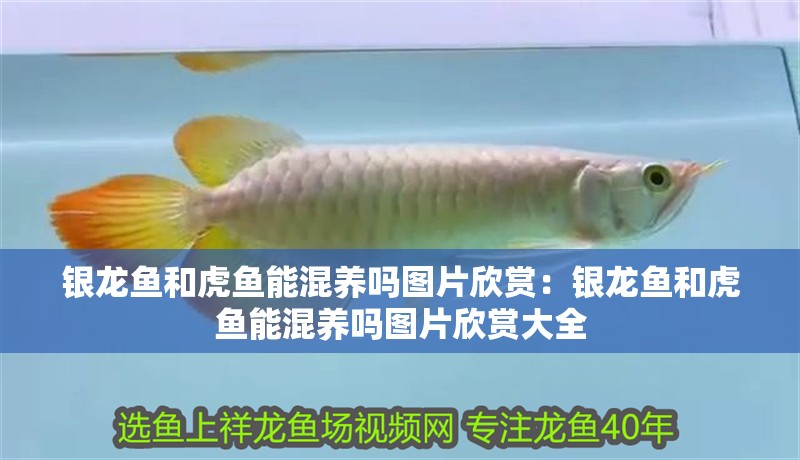 銀龍魚和虎魚能混養(yǎng)嗎圖片欣賞：銀龍魚和虎魚能混養(yǎng)嗎圖片欣賞大全