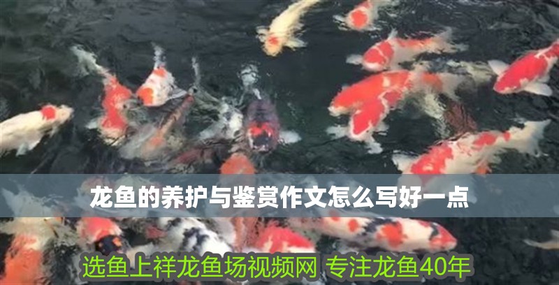 龍魚的養(yǎng)護(hù)與鑒賞作文怎么寫好一點(diǎn)