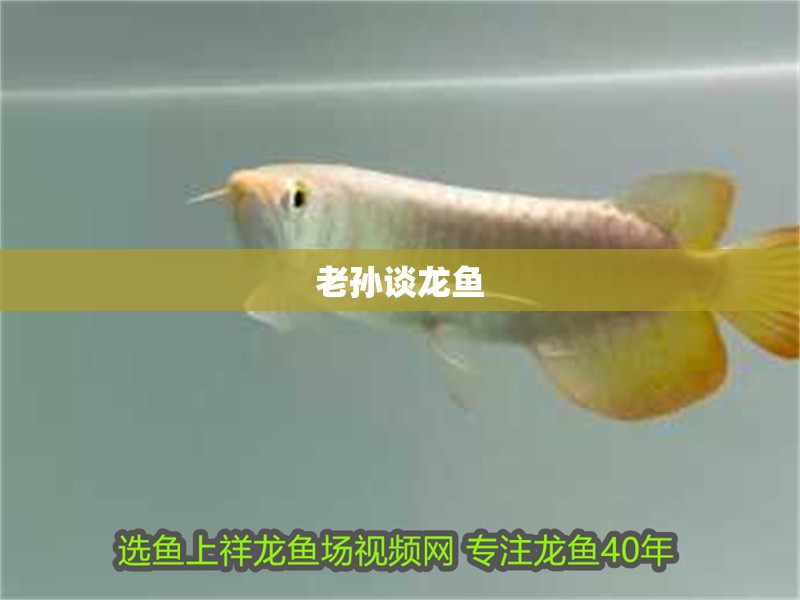 老孫談龍魚