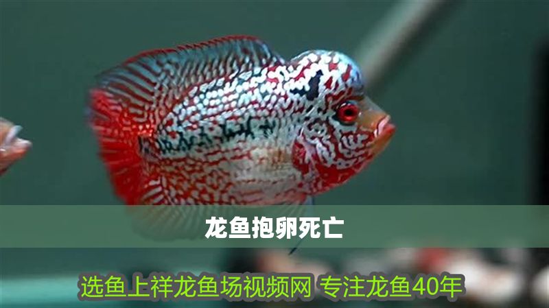 龍魚抱卵死亡 龍魚抱卵死亡 龍魚百科 第2張