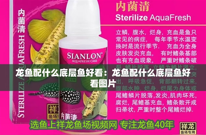 龍魚配什么底層魚好看：龍魚配什么底層魚好看圖片