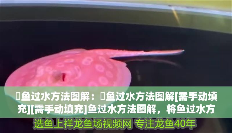 魟魚過水方法圖解：魟魚過水方法圖解[需手動填充][需手動填充]魚過水方法圖解，將魚過水方法圖解 魟魚過水方法圖解：魟魚過水方法圖解[需手動填充][需手動填充]魚過水方法圖解，將魚過水方法圖解 魟魚百科 第2張