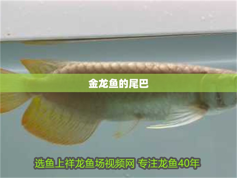 金龍魚的尾巴
