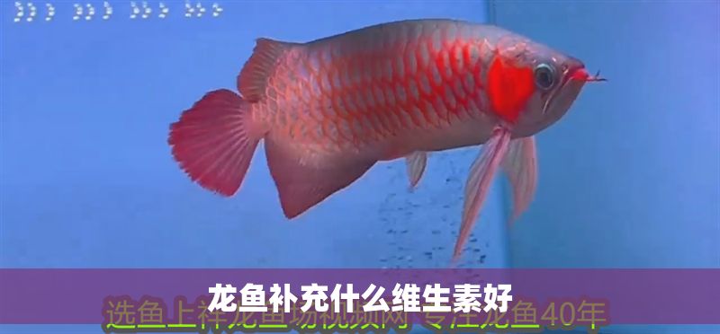 龍魚補充什么維生素好 龍魚百科 第1張 龍魚補充什么維生素好 龍魚補充什么維生素好 龍魚百科 第1張