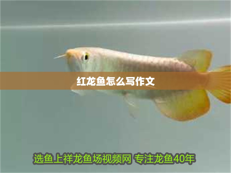 紅龍魚怎么寫作文