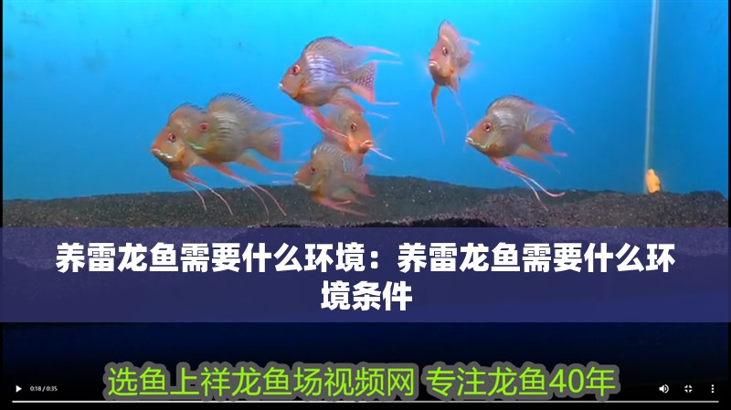 養(yǎng)雷龍魚需要什么環(huán)境：養(yǎng)雷龍魚需要什么環(huán)境條件