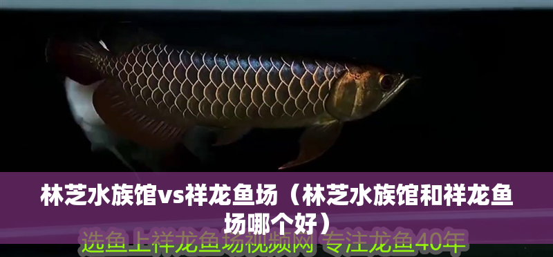 林芝水族館vs祥龍魚場（林芝水族館和祥龍魚場哪個好）