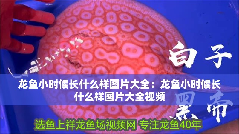 龍魚小時候長什么樣圖片大全：龍魚小時候長什么樣圖片大全視頻
