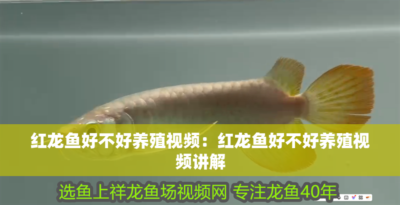 紅龍魚好不好養(yǎng)殖視頻：紅龍魚好不好養(yǎng)殖視頻講解
