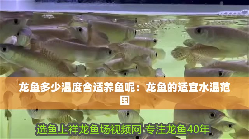 龍魚多少溫度合適養(yǎng)魚呢：龍魚的適宜水溫范圍