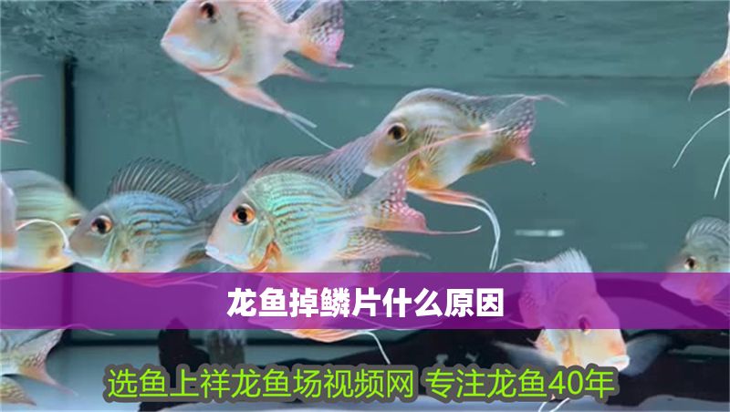 龍魚掉鱗片什么原因