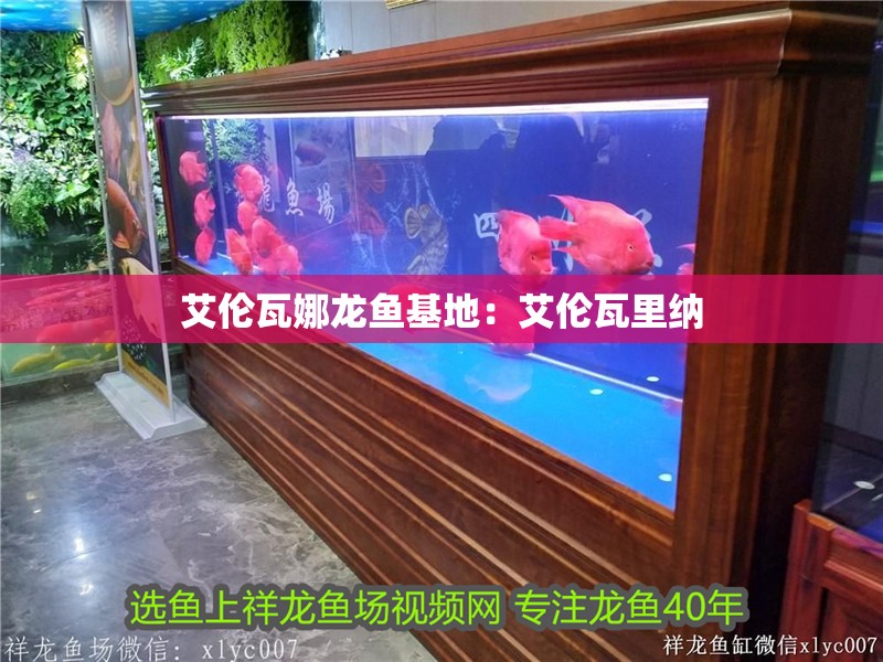 艾倫瓦娜龍魚基地：艾倫瓦里納