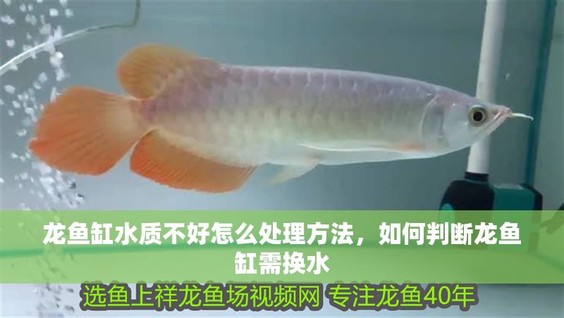 龍魚缸水質不好怎么處理方法，如何判斷龍魚缸需換水 龍魚缸水質不好怎么處理方法，如何判斷龍魚缸需換水 魚缸百科 第2張