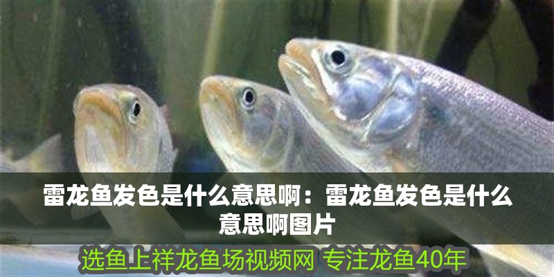 雷龍魚發色是什么意思啊：雷龍魚發色是什么意思啊圖片 雷龍魚發色是什么意思啊：雷龍魚發色是什么意思啊圖片 水族問答