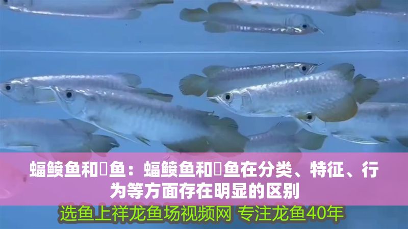 蝠鲼魚和魟魚：蝠鲼魚和魟魚在分類、特征、行為等方面存在明顯的區別