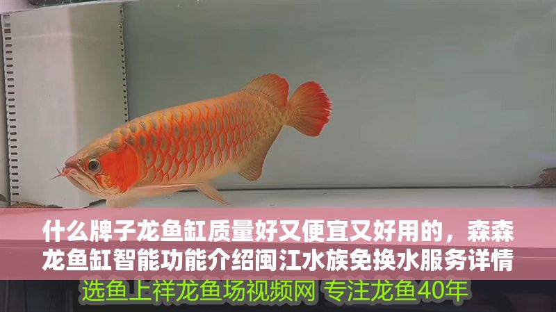 什么牌子龍魚缸質量好又便宜又好用的，森森龍魚缸智能功能介紹閩江水族免換水服務詳情