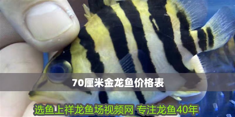 70厘米金龍魚價(jià)格表