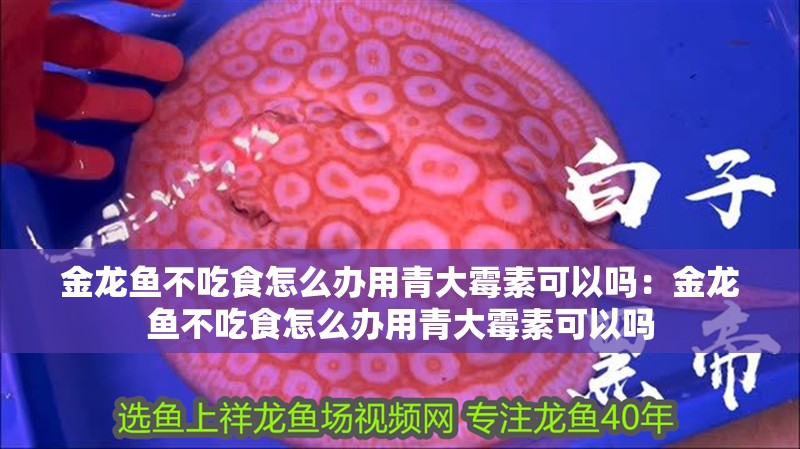 金龍魚不吃食怎么辦用青大霉素可以嗎：金龍魚不吃食怎么辦用青大霉素可以嗎