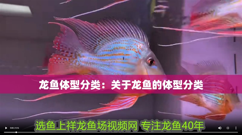 龍魚體型分類：關于龍魚的體型分類