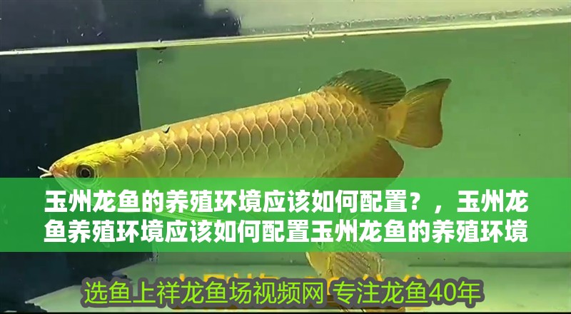 玉州龍魚的養殖環境應該如何配置？，玉州龍魚養殖環境應該如何配置玉州龍魚的養殖環境配置 玉州龍魚的養殖環境應該如何配置？，玉州龍魚養殖環境應該如何配置玉州龍魚的養殖環境配置 龍魚百科