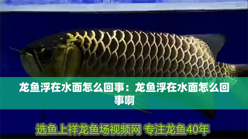 龍魚浮在水面怎么回事：龍魚浮在水面怎么回事啊 龍魚浮在水面怎么回事：龍魚浮在水面怎么回事啊 水族問答