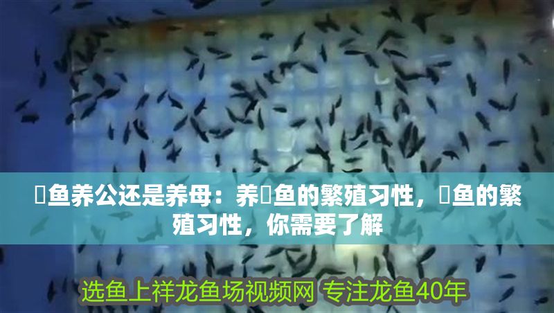 魟魚養(yǎng)公還是養(yǎng)母：養(yǎng)魟魚的繁殖習性，魟魚的繁殖習性，你需要了解