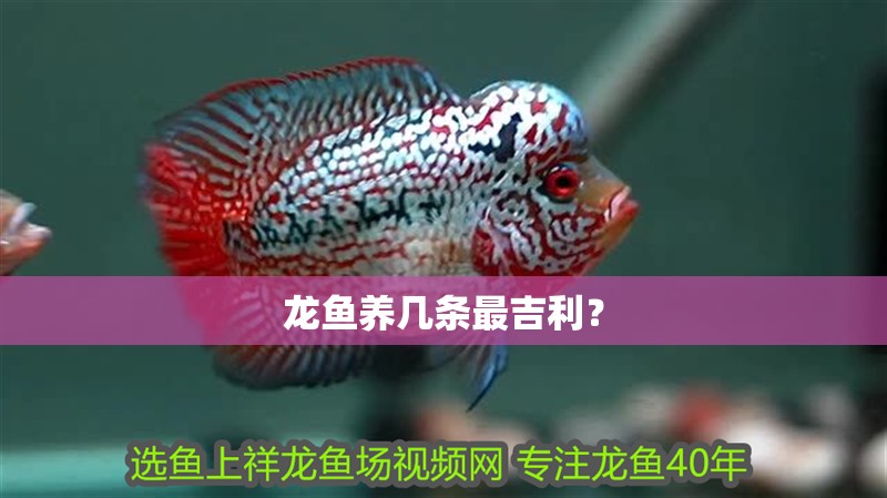 龍魚(yú)養(yǎng)幾條最吉利？