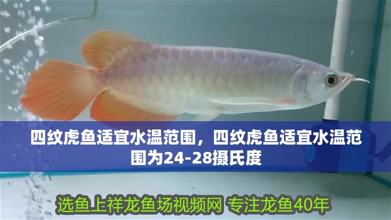 四紋虎魚適宜水溫范圍，四紋虎魚適宜水溫范圍為24-28攝氏度