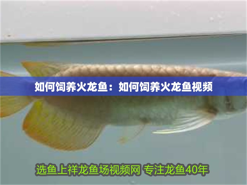 如何飼養火龍魚：如何飼養火龍魚視頻 如何飼養火龍魚：如何飼養火龍魚視頻 水族問答