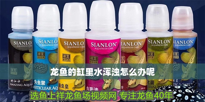 龍魚的缸里水渾濁怎么辦呢 龍魚的缸里水渾濁怎么辦呢 龍魚百科 第2張