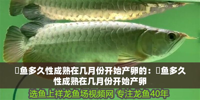 魟魚多久性成熟在幾月份開始產卵的：魟魚多久性成熟在幾月份開始產卵