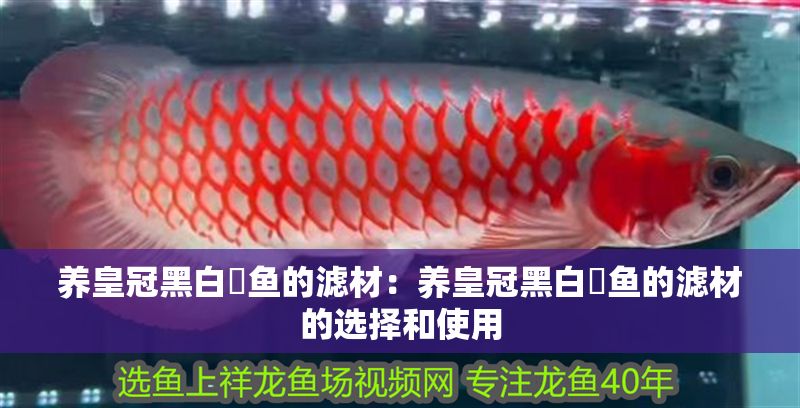 養(yǎng)皇冠黑白魟魚的濾材：養(yǎng)皇冠黑白魟魚的濾材的選擇和使用