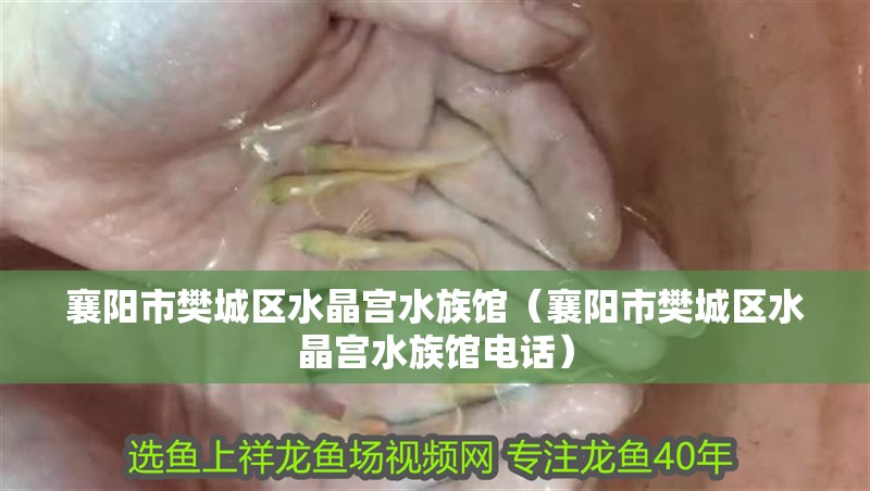 襄陽(yáng)市樊城區(qū)水晶宮水族館（襄陽(yáng)市樊城區(qū)水晶宮水族館電話(huà)）