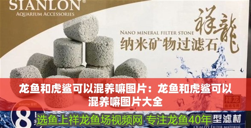 龍魚和虎鯊可以混養嘛圖片：龍魚和虎鯊可以混養嘛圖片大全