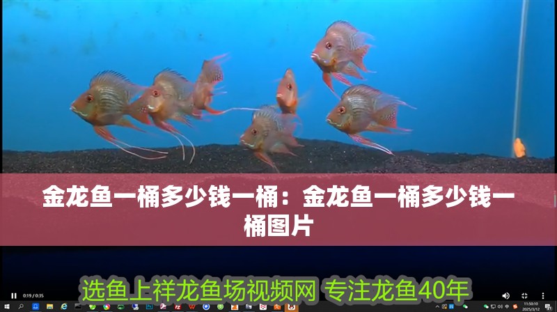 金龍魚一桶多少錢一桶：金龍魚一桶多少錢一桶圖片