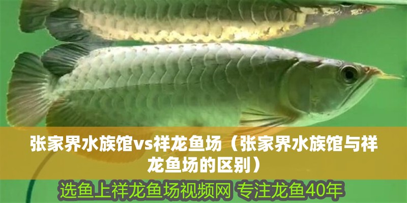 張家界水族館vs祥龍魚場（張家界水族館與祥龍魚場的區別） 張家界水族館vs祥龍魚場（張家界水族館與祥龍魚場的區別） 全國水族館企業名錄 第1張