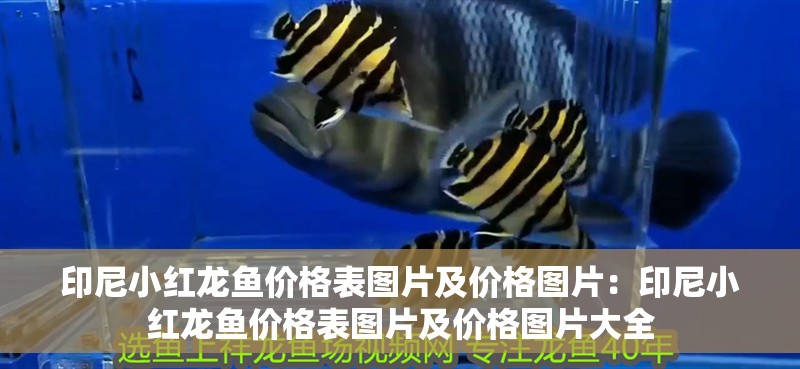 印尼小紅龍魚價格表圖片及價格圖片：印尼小紅龍魚價格表圖片及價格圖片大全 印尼小紅龍魚價格表圖片及價格圖片：印尼小紅龍魚價格表圖片及價格圖片大全 水族問答