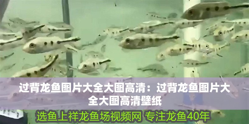 過背龍魚圖片大全大圖高清：過背龍魚圖片大全大圖高清壁紙