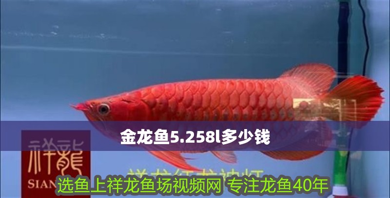 金龍魚5.258l多少錢