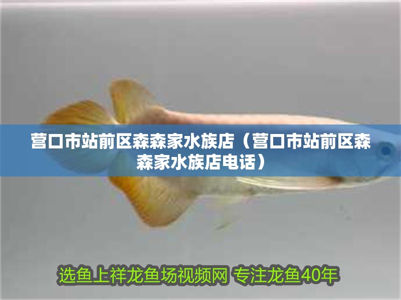 營口市站前區森森家水族店（營口市站前區森森家水族店電話）