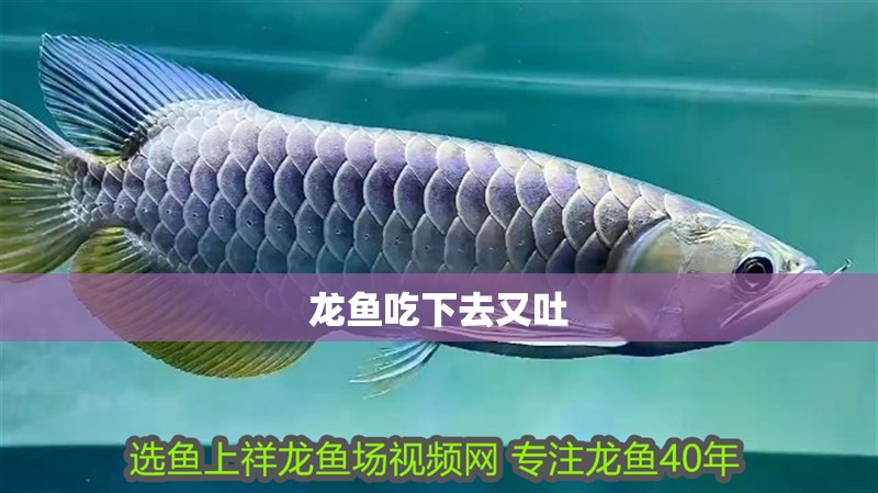 龍魚吃下去又吐