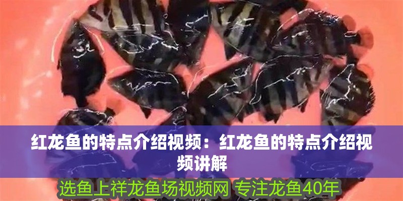 紅龍魚的特點介紹視頻：紅龍魚的特點介紹視頻講解 紅龍魚的特點介紹視頻：紅龍魚的特點介紹視頻講解 水族問答