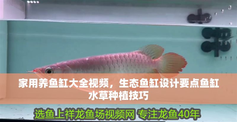 家用養魚缸大全視頻，生態魚缸設計要點魚缸水草種植技巧